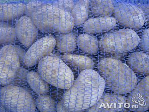  Картофель