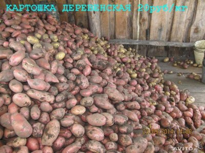  Картофель деревенский