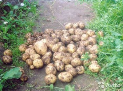  Картофель