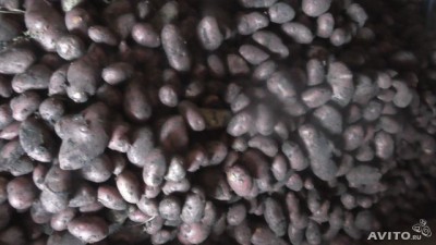  Картофель