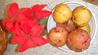  Продам картофель и морковь