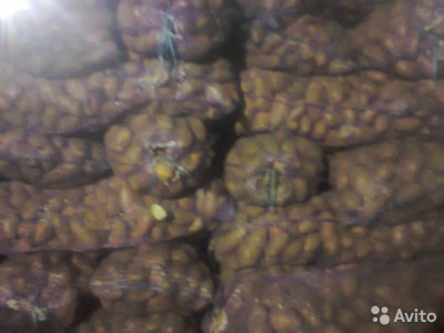  Продаётся картофель