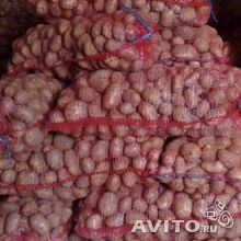  Продам картофель оптом и мелким оптом