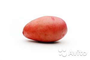  Картофель, Розара, оптом
