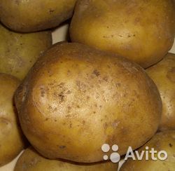  Картофель хороший урожай 2014