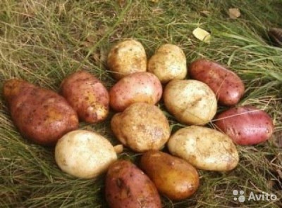  Картофель