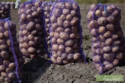  Картофель домашний (Урик)