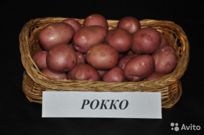  Картофель (Рокко)