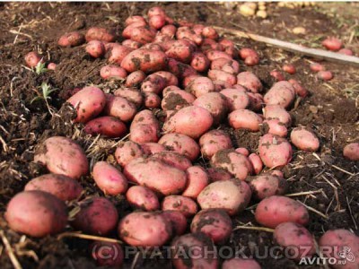  Картофель от производителя