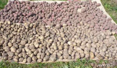  Продам Картофель