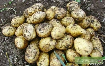  Продам картофель