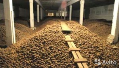 Оптом от производителя картофель сортовой