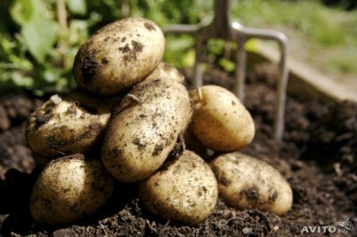  Продам деревенский картофель