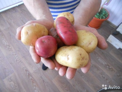  Картофель морковь