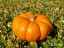  Тыква домашняя экопродукт