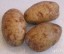  Картофель