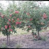 Чемпион439